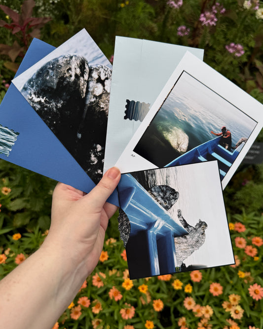 A hand holds a fan of printed photographs and postcards set against a blurred background of green foliage and orange flowers.
